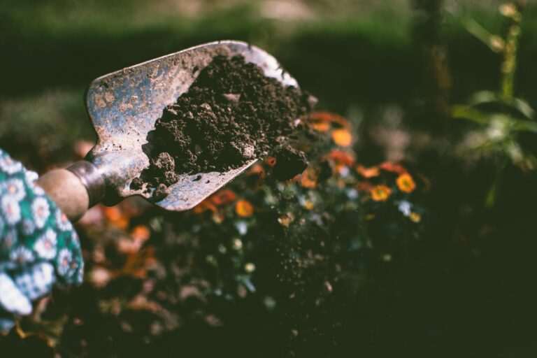bonsai tree care Close-up of a gardening shovel with soil, surrounded by vibrant blooms in an outdoor garden setting.