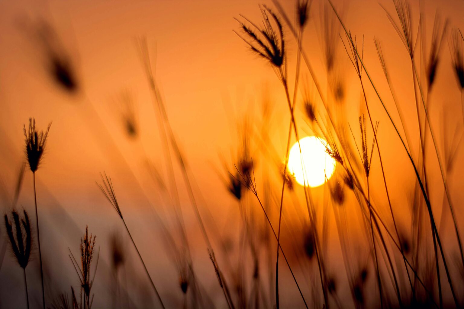 Juniper Bonsai Care Guide Silhouetted grass against a stunning orange sunset in a rural landscape.