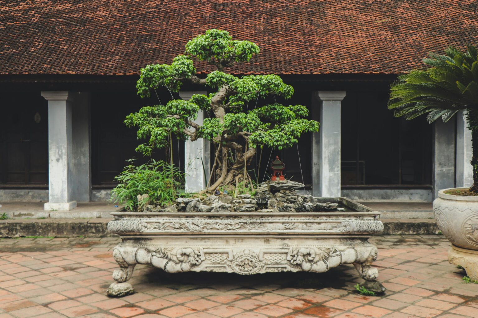Bonsai tree in a traditional Vietnamese temple courtyard in Hanoi. bonsai pots, bonsai tree care, bonsai for beginners, how to grow a bonsai tree, bonsai tree guide, beginner bonsai trees, how to start bonsai