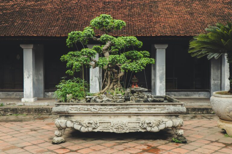 Bonsai tree care for beginners, Articles, bonsai tree care, Bonsai tree in a traditional Vietnamese temple courtyard in Hanoi. bonsai pots, bonsai tree care, bonsai for beginners, how to grow a bonsai tree, bonsai tree guide, beginner bonsai trees, how to start bonsai