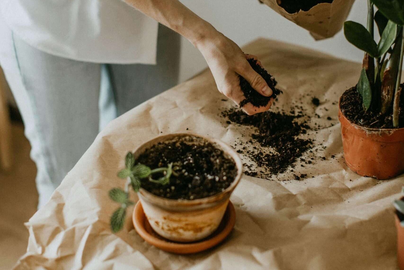 bonsai tree soil Best bonsai Care Guides