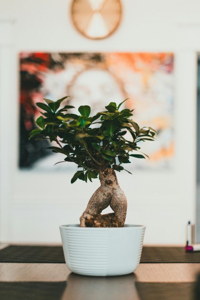 store bought bonsai tree, best bonsai guide