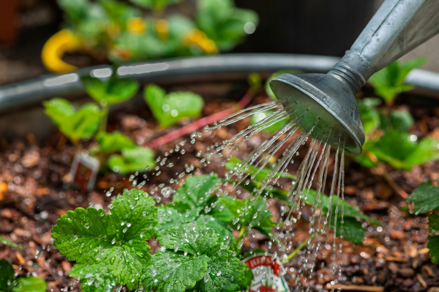 Watering The Garden