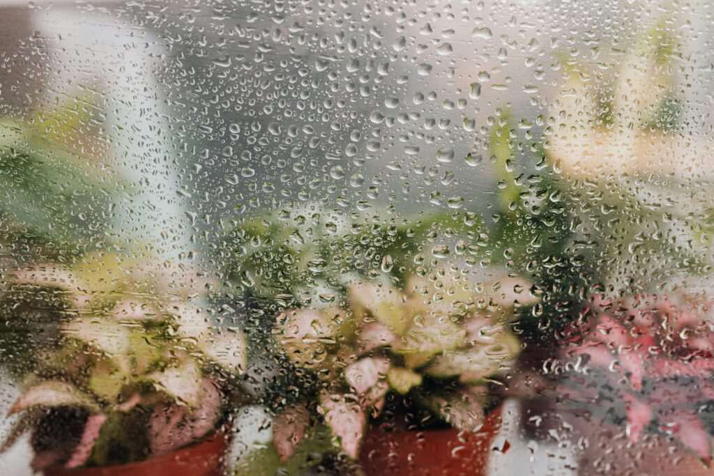 Hibiscus Bonsai Care Tips, Indoor bonsai tree, Blurred view of potted plants seen through a dew-covered window, creating a fresh atmosphere.
