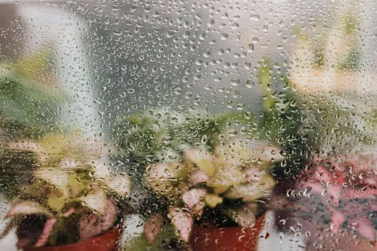 Blurred view of potted plants seen through a dew-covered window, creating a fresh atmosphere.