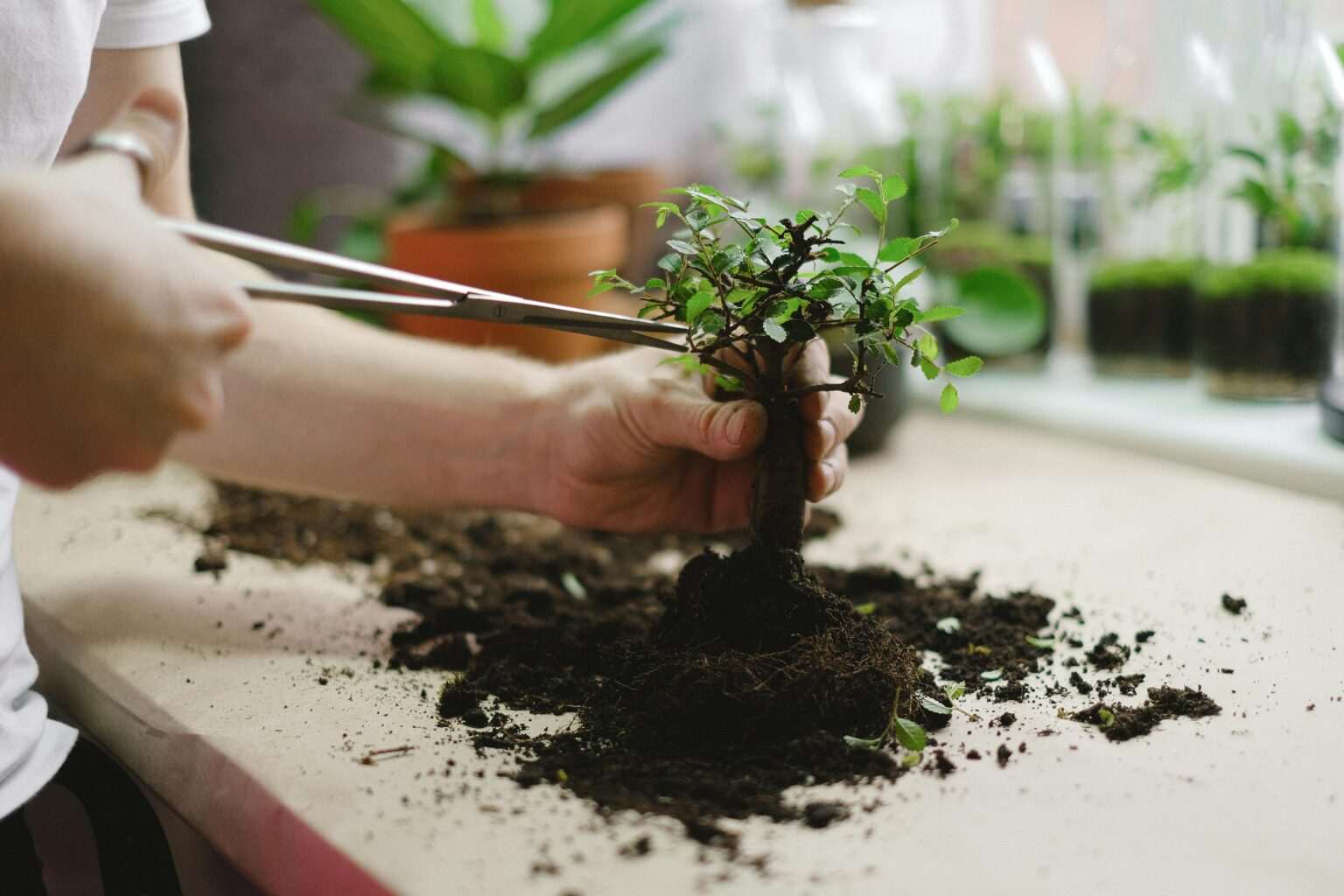Bonsai Tree Care Close-up of hands transplanting a bonsai tree. Indoor gardening activity with soil and tools.