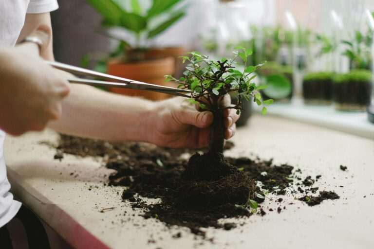 Bonsai Tree Care Close-up of hands transplanting a bonsai tree. Indoor gardening activity with soil and tools.