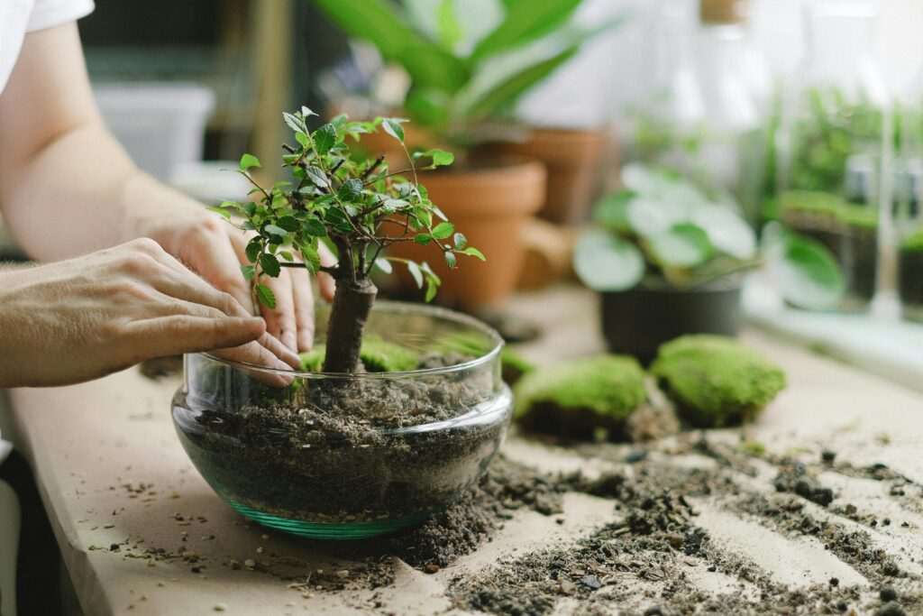How do you take care of a bonsai tree for beginners, Bonsai tree care for beginners, Hands carefully transplanting a bonsai tree into a glass bowl terrarium on a table, bonsai tree care, bonsai for beginners, how to grow a bonsai tree, bonsai tree guide, beginner bonsai trees, how to start bonsai