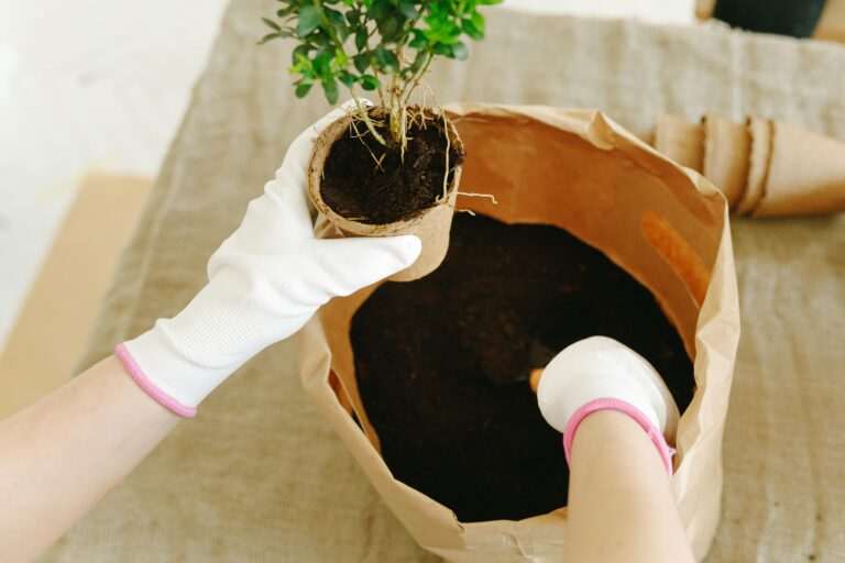 Bonsai Tree Care Close-up of hands in gloves planting a tree sapling in pot with soil indoors.