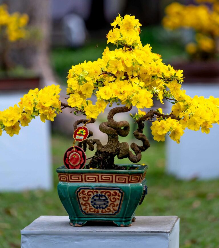 How do you take care of a bonsai tree for beginners, Best bonsai Care Guides Home