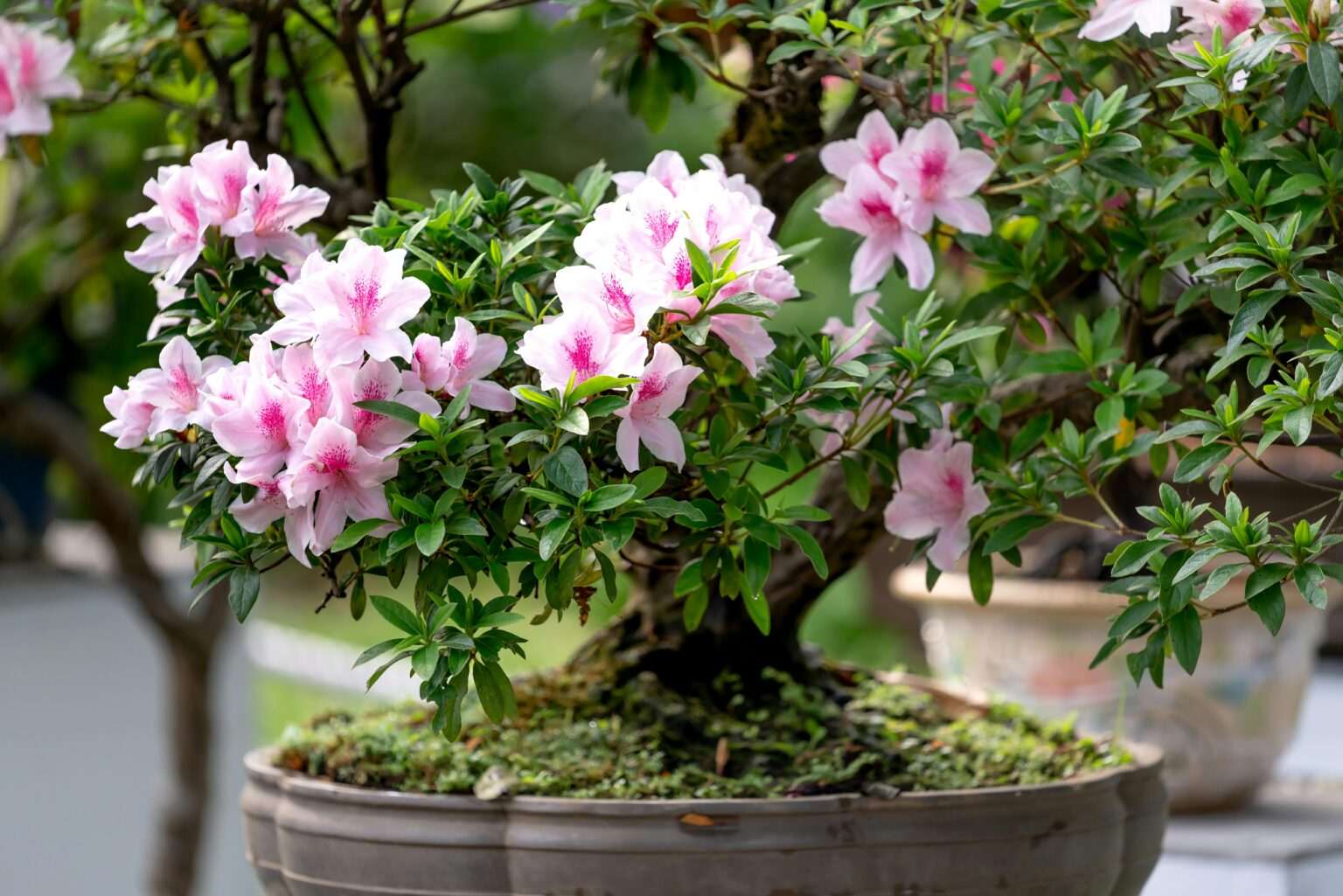 Pink Azaela flowers, bonsai tree care, bonsai for beginners, how to grow a bonsai tree, bonsai tree guide, beginner bonsai trees, how to start bonsai