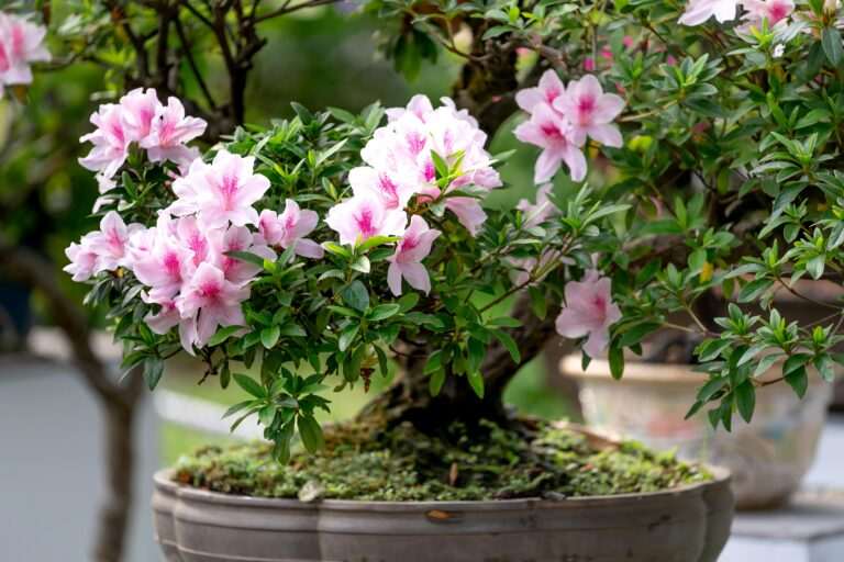 Bonsai Care Guide, Pink Azaela flowers, bonsai tree care, bonsai for beginners, how to grow a bonsai tree, bonsai tree guide, beginner bonsai trees, how to start bonsai