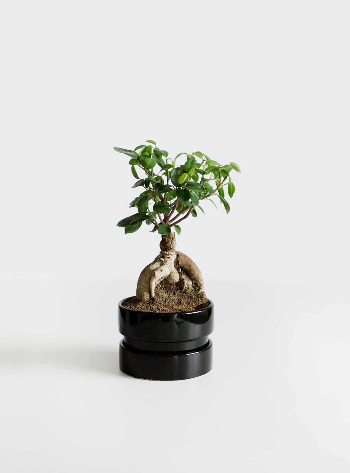 bonsai online, Minimalist photo of a small bonsai tree in a sleek black pot on a white background.