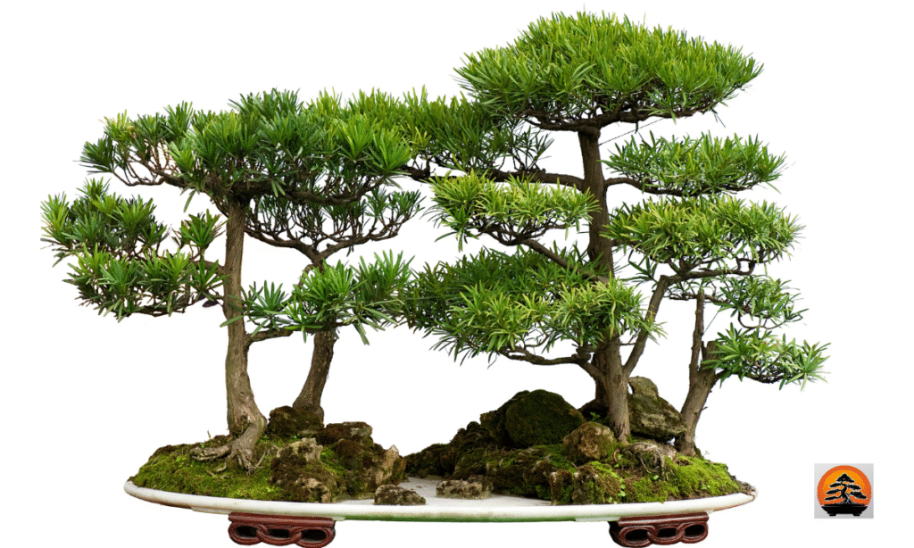 Types of Bonsai Trees