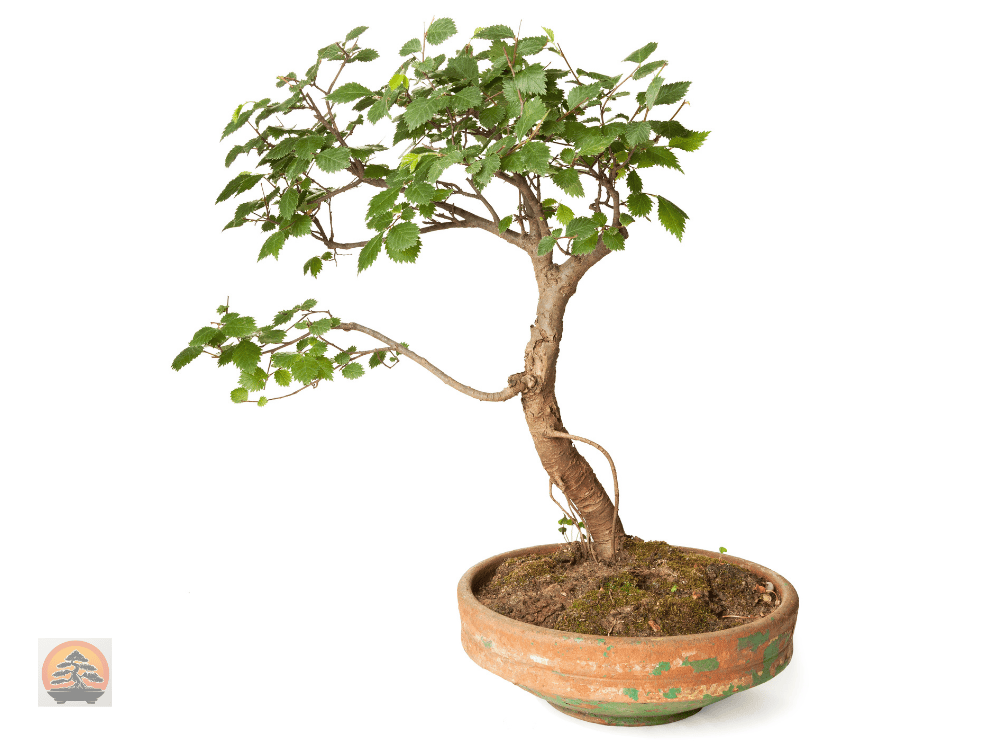 Types of Bonsai Trees