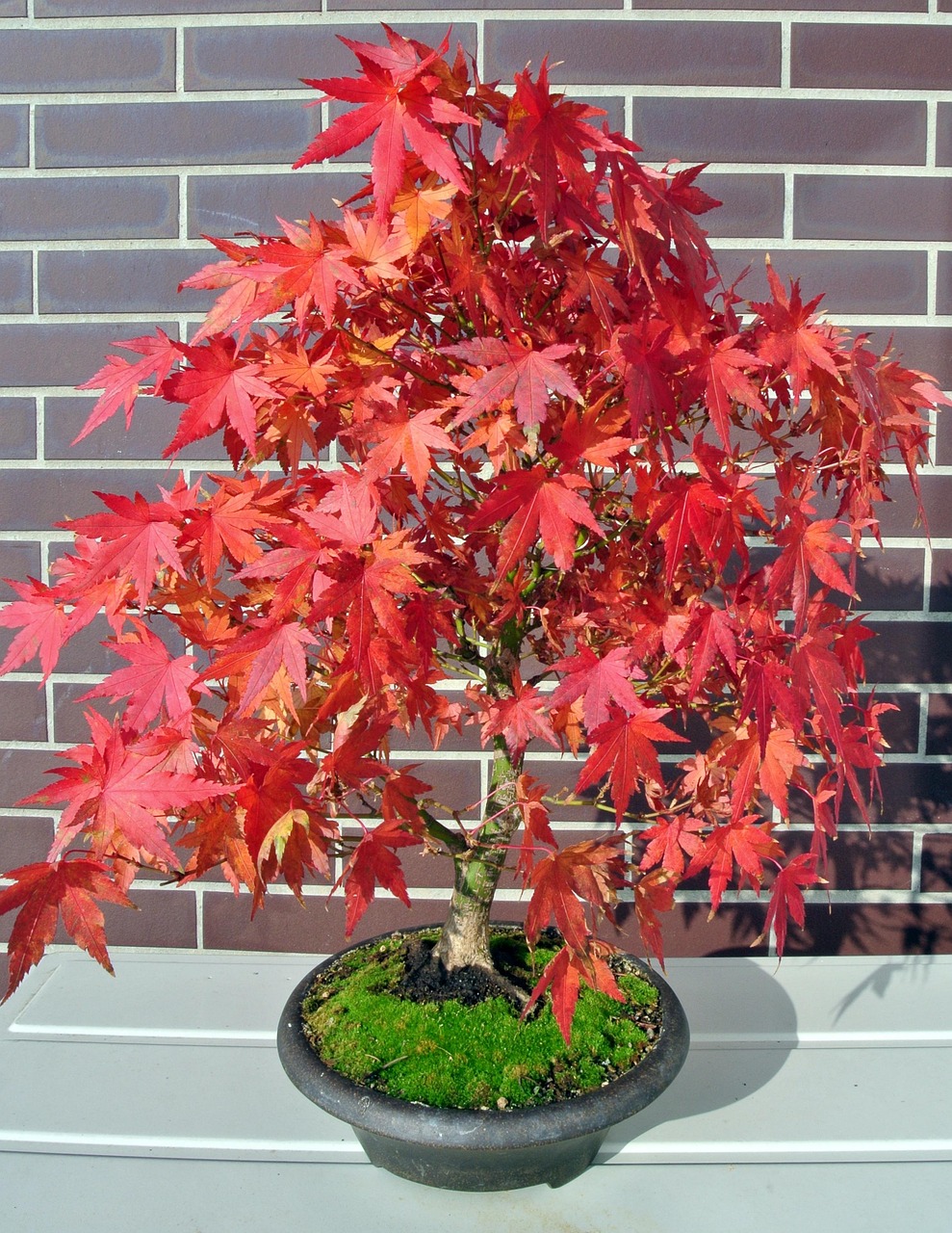 Bonsai tree care tips