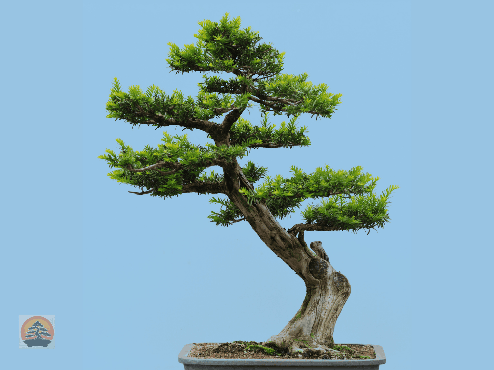 Types of Bonsai Trees
