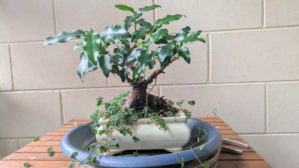 best indoor bonsai trees for beginners