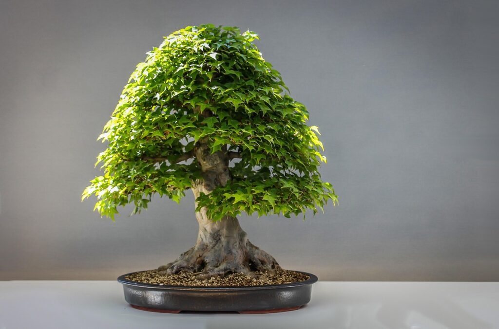 Types of Bonsai Trees