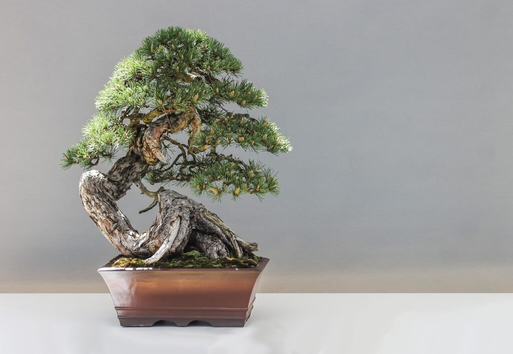Types of Bonsai Trees