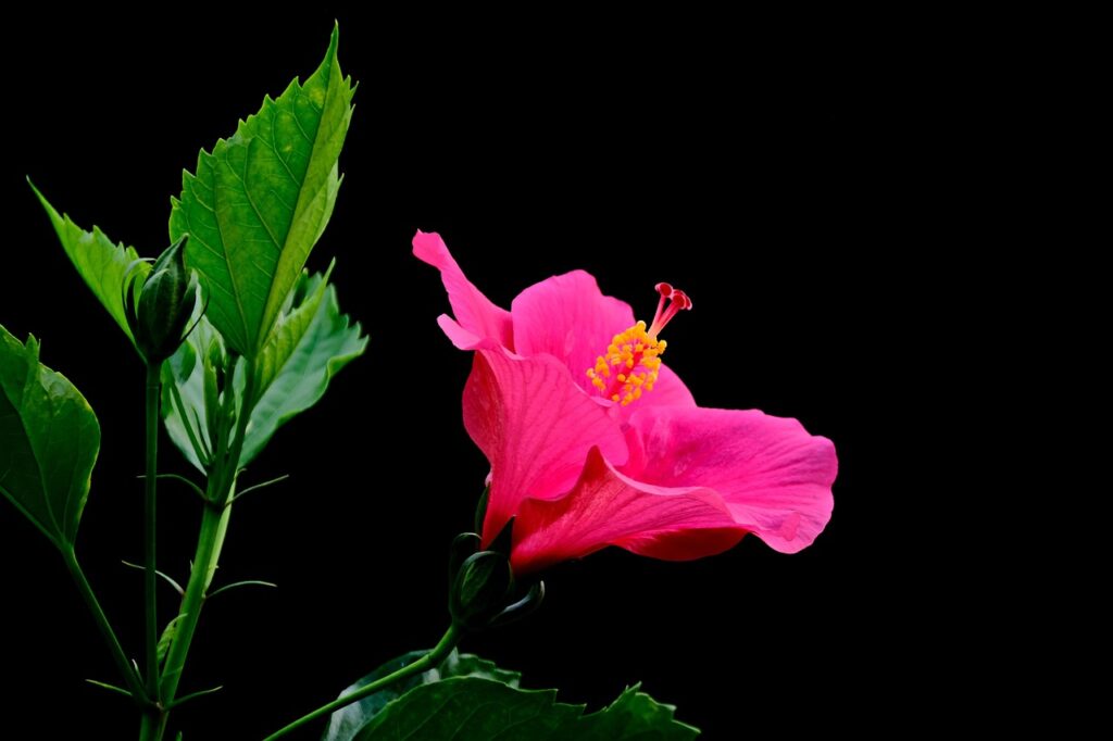 Hibiscus bonsai care, hibiscus, pink hibiscus, pink flower, flora, beautiful flowers, flower wallpaper, flower, flower background, nature