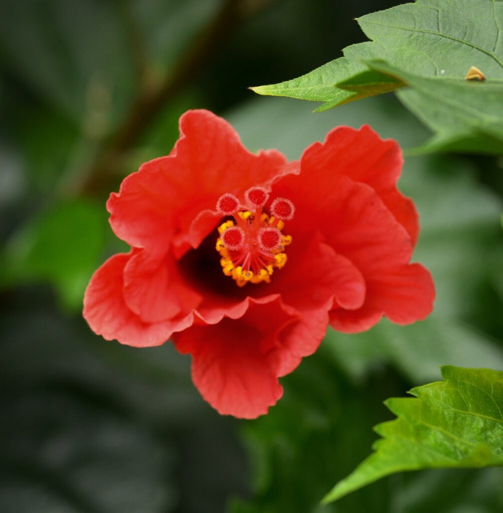 Hibiscus bonsai care, flower, red, hibiscus flower, hibiscus, red hibiscus, flower background, leaf, small plants, nature, beautiful flowers, flower wallpaper, in wood, pennywort, tree pennywort, herbal, leaves, clove, park, hibiscus rosa-sinensis