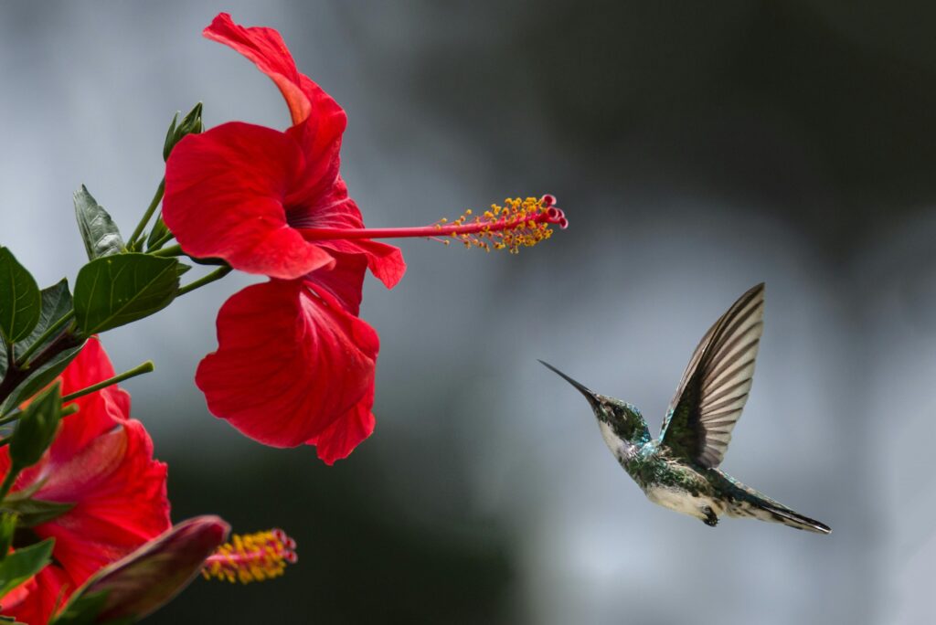 Hibiscus bonsai care, A hummingbird hovers gracefully near a blooming red hibiscus, showcasing nature's delicate beauty.