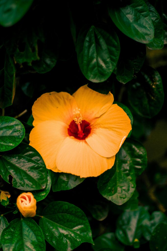 Hibiscus bonsai care, Close-up of a bright orange hibiscus bloom surrounded by lush green leaves, showcasing nature's elegance.