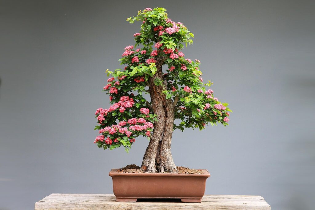 bonsai, díszgalagonya, nature, pink flowers, wood, plant, art, japanese culture, culture, horticulture