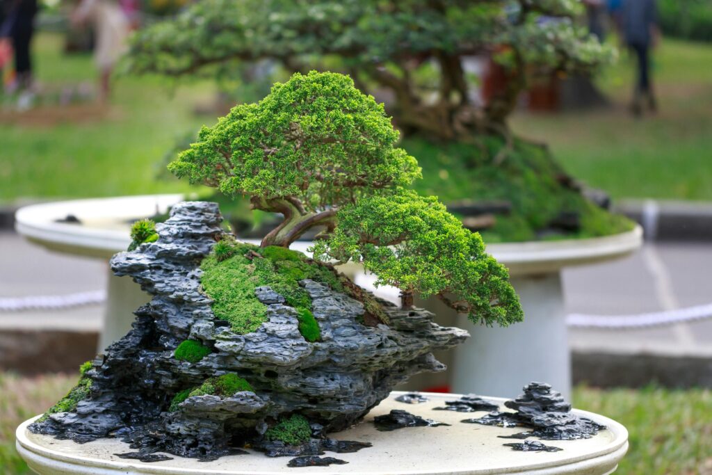 Close-up view of a bonsai tree on a rock formation, captured in a vibrant garden setting.